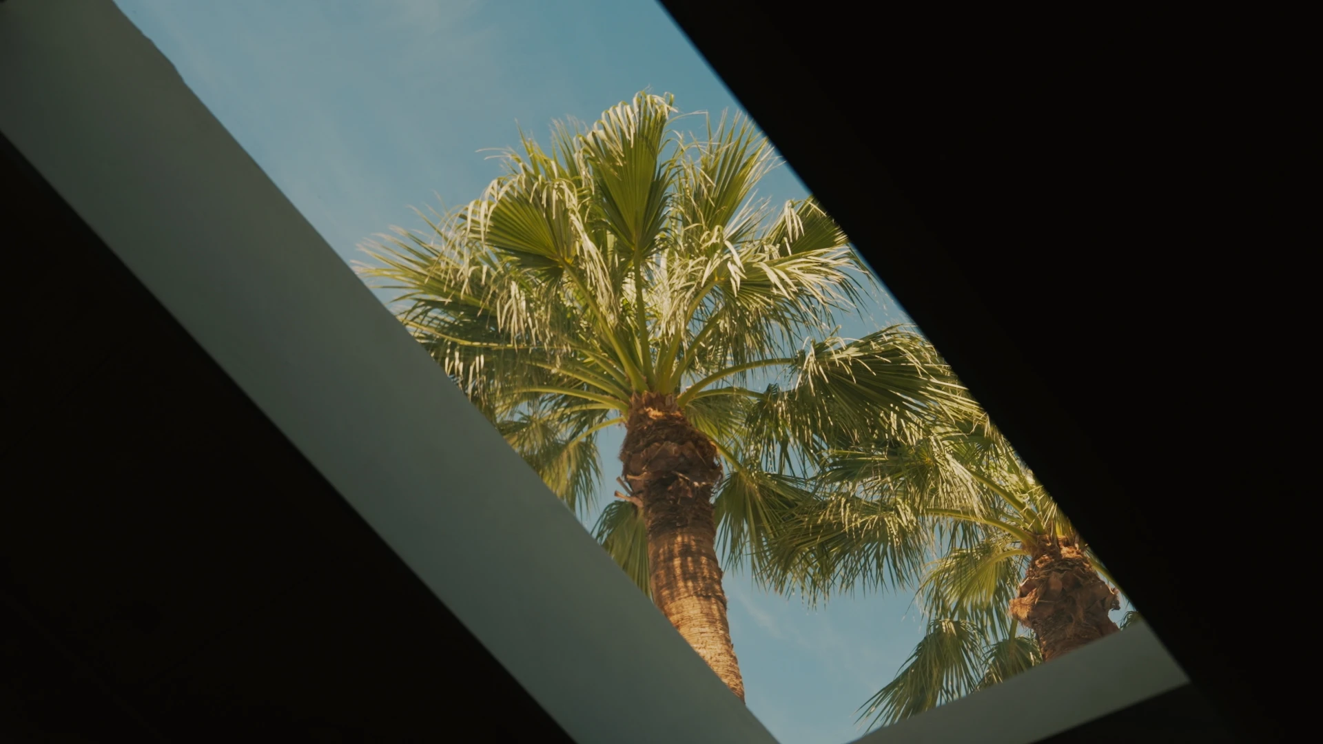 Palm trees seen through a skylight