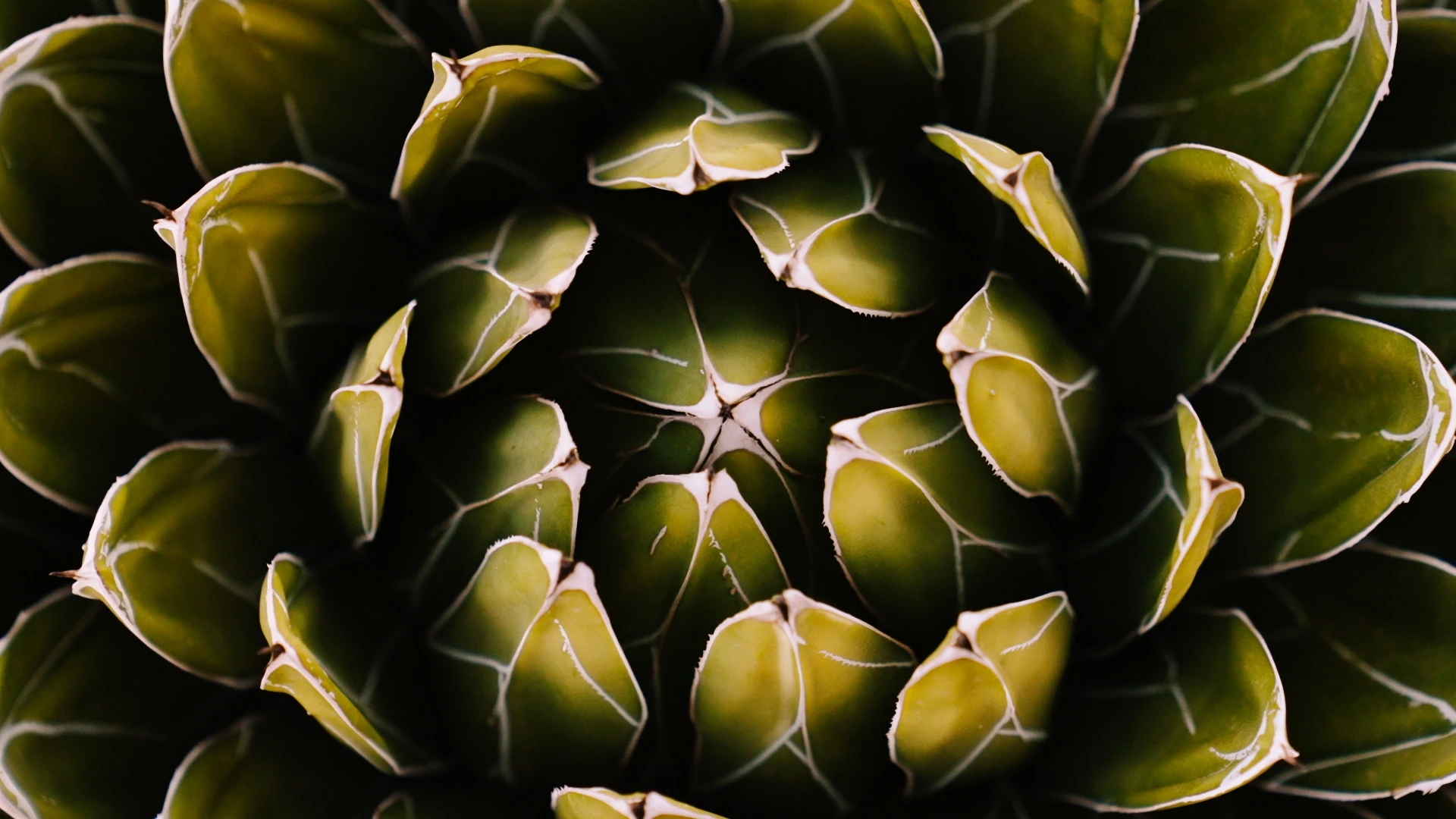 Close-up of an agave rosette
