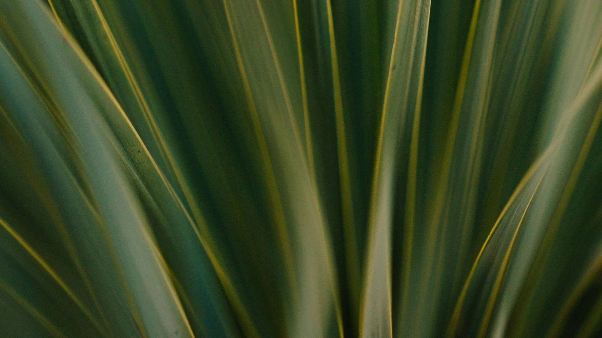 Close-up of green desert leaves