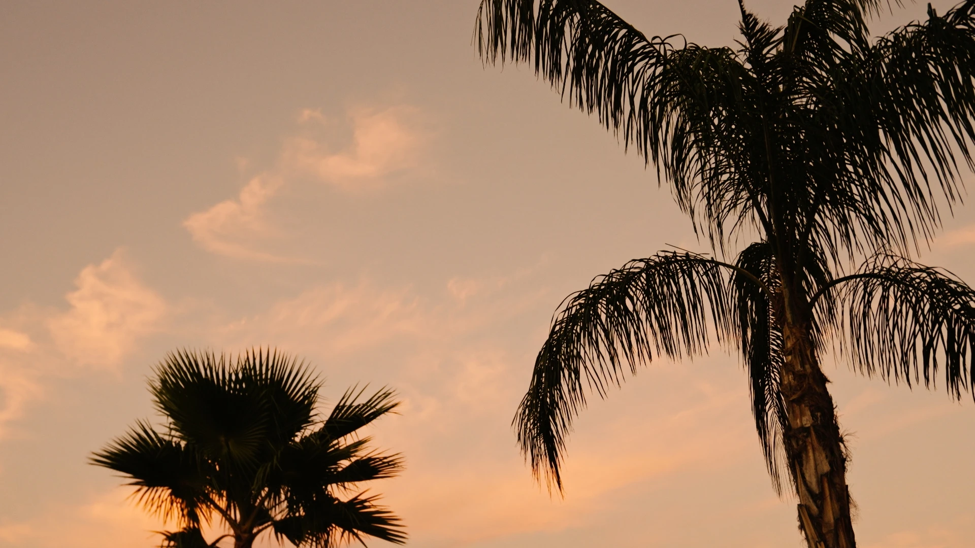 Palm trees against a sunset sky